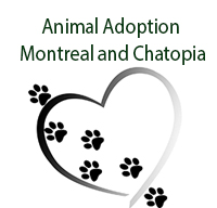 Animal Adoption Montreal, Montreal,QC Vehicle Donation Quotation Form Animal Adoption Montreal, Montreal,QC Vehicle Donation Quotation Form