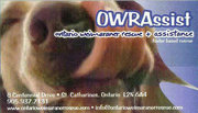Ontario Weimaraner Rescue and Assistance (OWRAssist), St Catharines,ON Vehicle Donation Quotation Form Ontario Weimaraner Rescue and Assistance (OWRAssist), St Catharines,ON Vehicle Donation Quotation Form